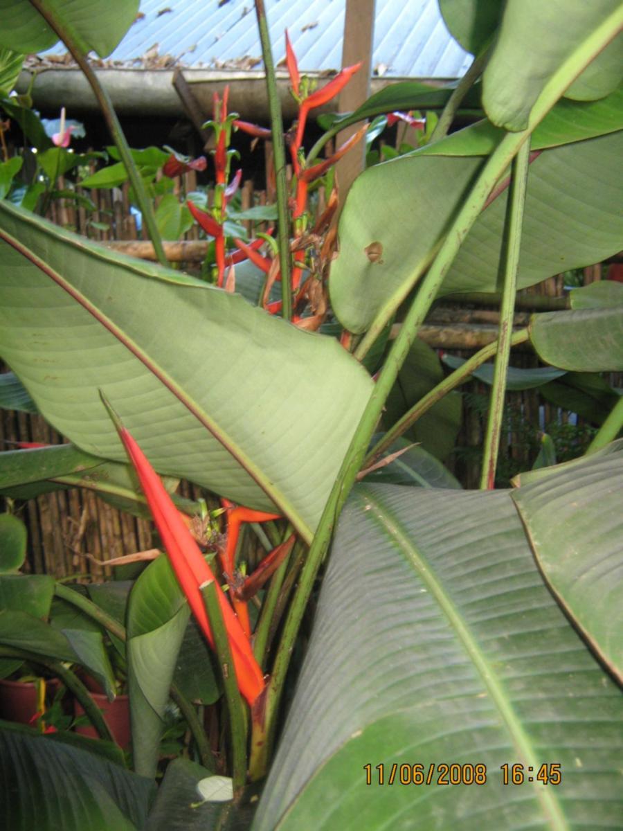 Casa De Palos Boutique Tarapoto Dış mekan fotoğraf